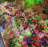 💝Mixed Perennial Flowers Seeds30- 60kinds mixed